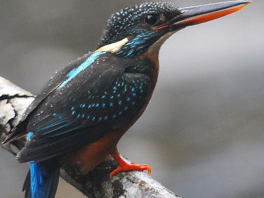 斑头大翠鸟图片