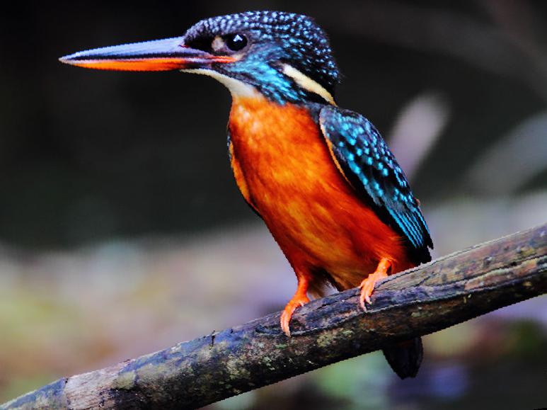 斑头大翠鸟图片