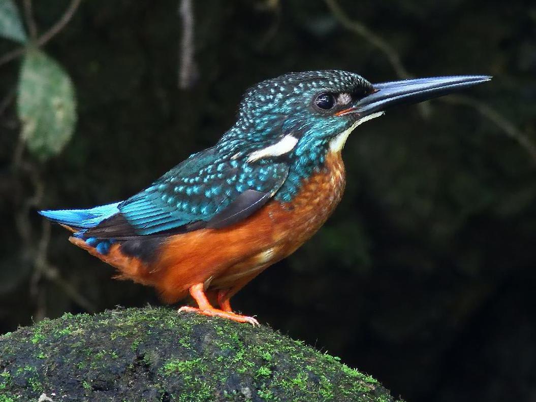 斑头大翠鸟图片