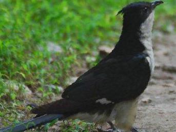 斑翅凤头鹃图片