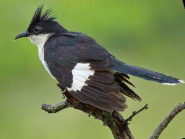 斑翅凤头鹃图片