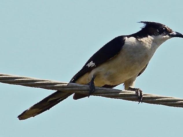 斑翅凤头鹃图片