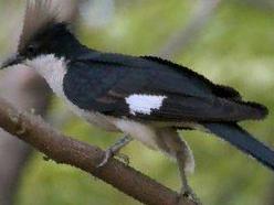 斑翅凤头鹃图片