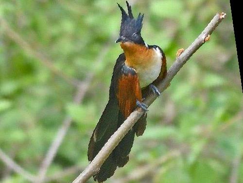 红翅凤头鹃图片