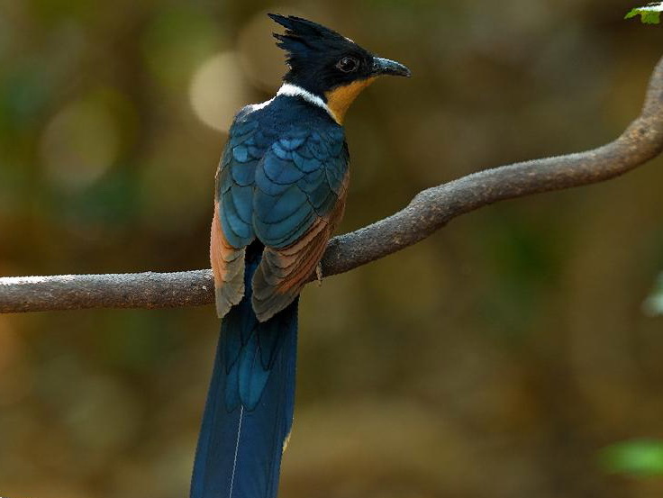 红翅凤头鹃图片
