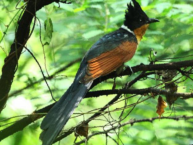 红翅凤头鹃图片