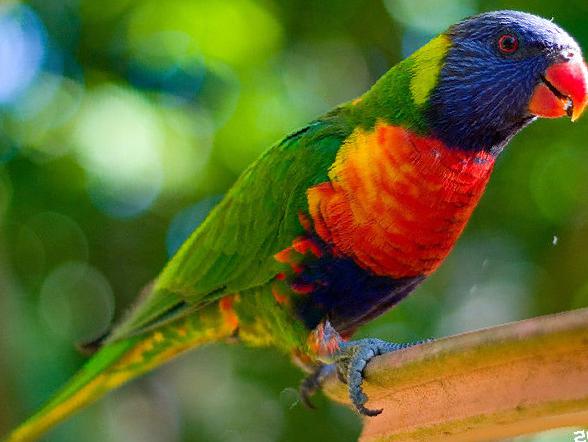 彩虹鹦鹉图片