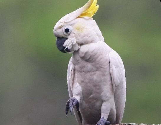 小葵花凤头鹦鹉图片