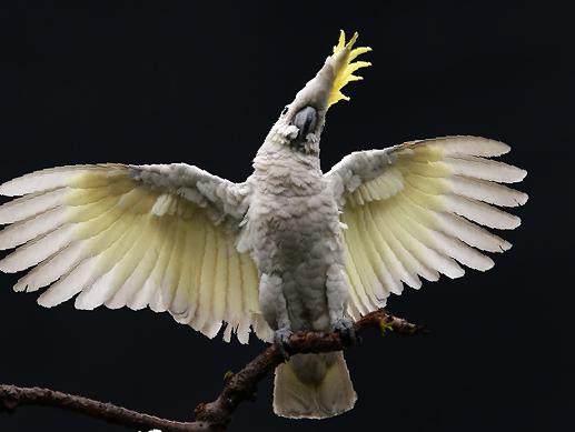 小葵花凤头鹦鹉图片