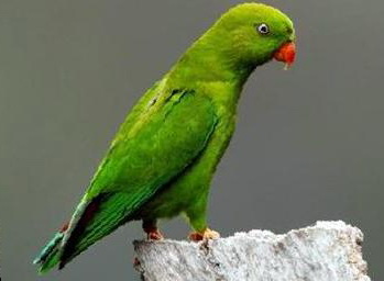 短尾鹦鹉图片