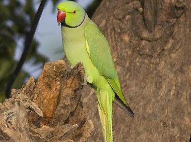 红领绿鹦鹉图片