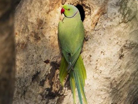红领绿鹦鹉图片