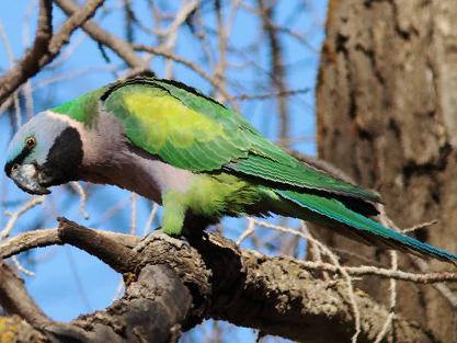 大紫胸鹦鹉图片