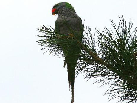 大紫胸鹦鹉图片