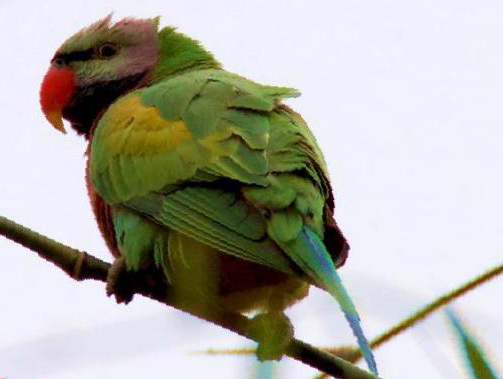 绯胸鹦鹉图片