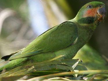 长尾鹦鹉图片
