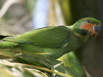 长尾鹦鹉图片