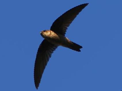 短嘴金丝燕图片