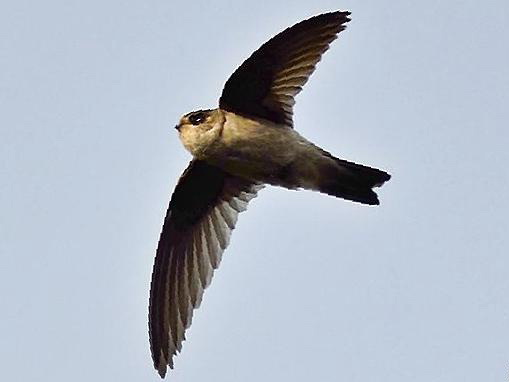 短嘴金丝燕图片