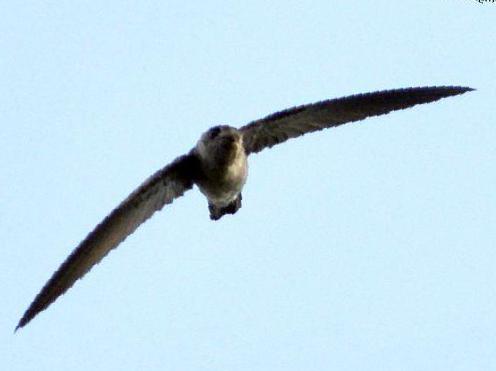 短嘴金丝燕图片