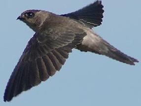 戈氏金丝燕图片