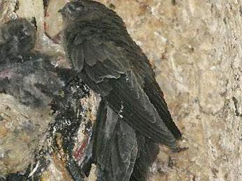 戈氏金丝燕图片