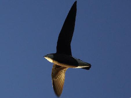白喉针尾雨燕图片