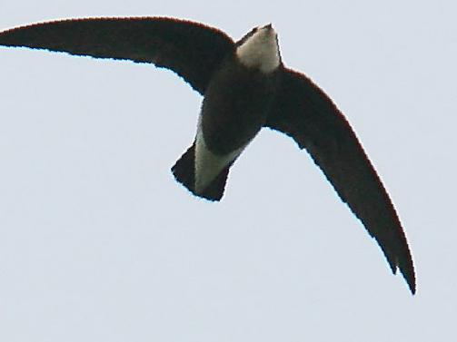 白喉针尾雨燕图片