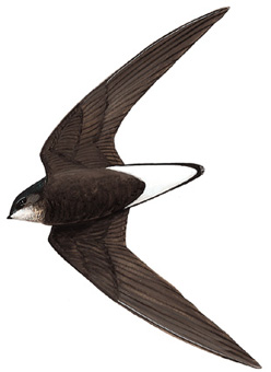 灰喉针尾雨燕图片