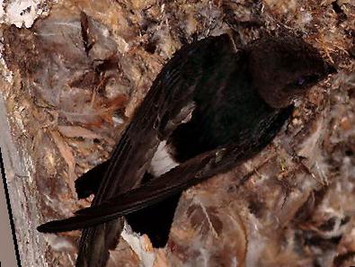 小白腰雨燕图片