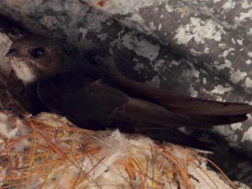 小白腰雨燕图片