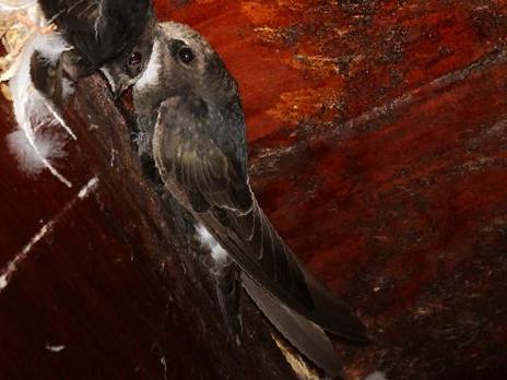 小白腰雨燕图片