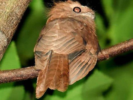 黑顶蟆口鸱图片