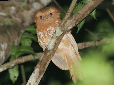 黑顶蟆口鸱图片