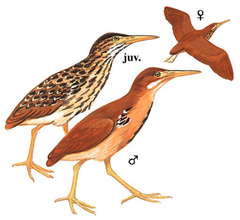 栗苇鳽