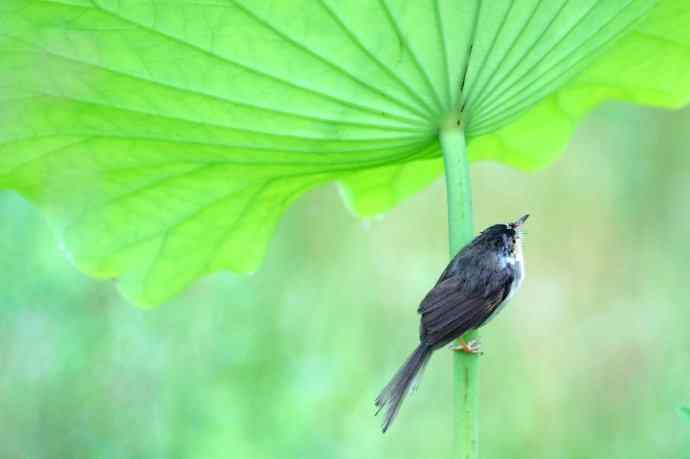 四川西昌鸟类摄影——雨荷