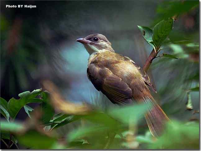 奥体公园观赏大苇莺