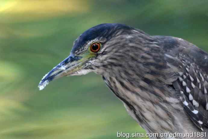 灵魂之窗 望远镜摄影Digiscoping