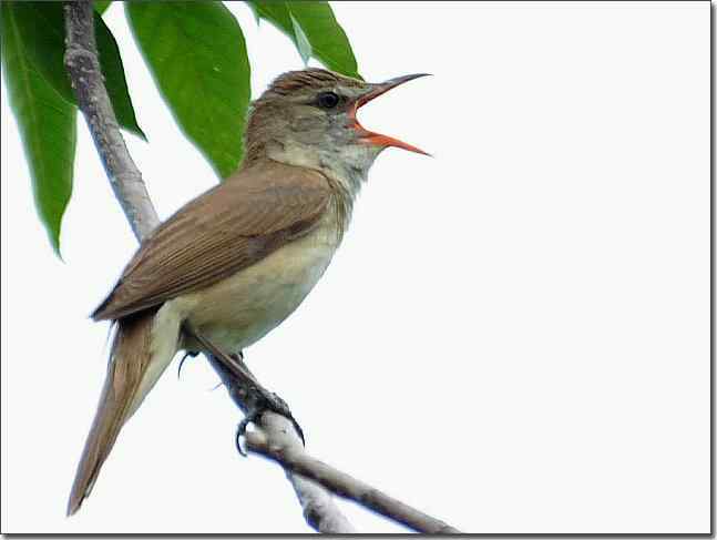 奥体公园观赏大苇莺