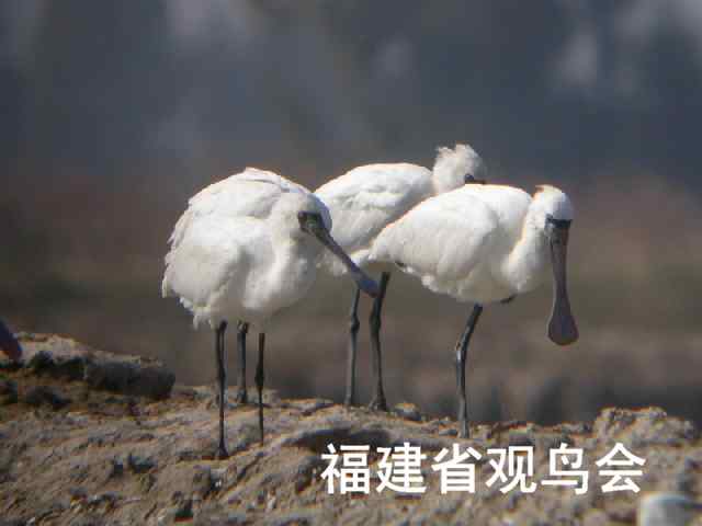 中国的珍稀鸟类 福建观鸟会在行动！