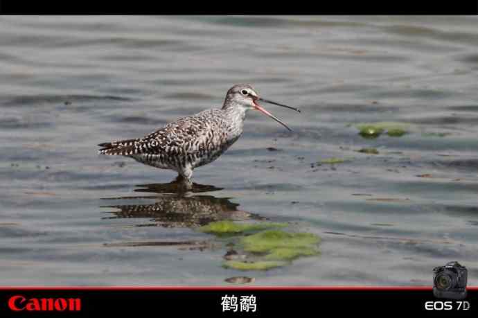 清明观鸟