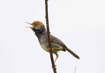 柬埔寨缝叶莺（Cambodian Tailorbird）的发现经过