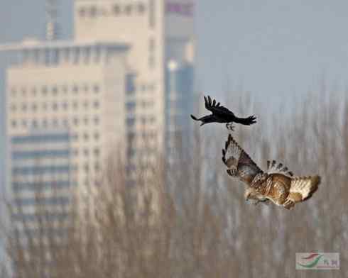 [组图]毛脚鵟战乌鸦