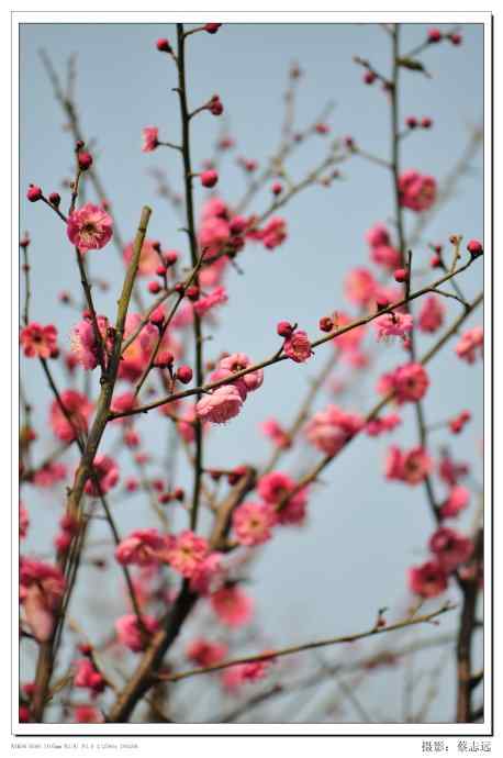 尼康105mm/f2.8幑距镜头下的梅花