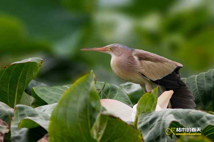 也拍“黄苇鳽”