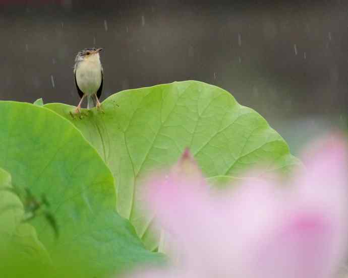 四川西昌鸟类摄影——雨荷