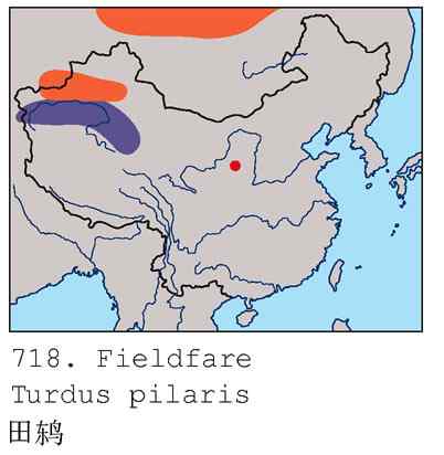 实拍感人场面——田鸫育雏（组图，4张图片）