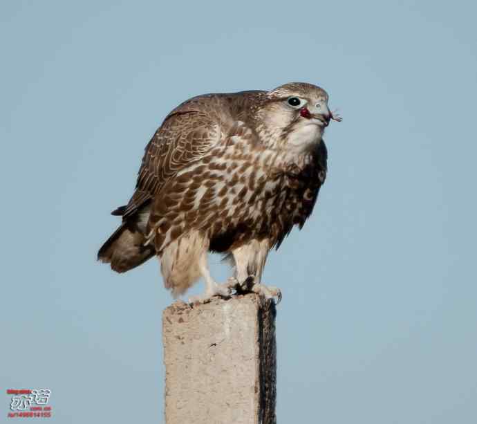 达里湖拍鸟——草原雕、猎隼和红隼吃鼠，大鵟扑空！