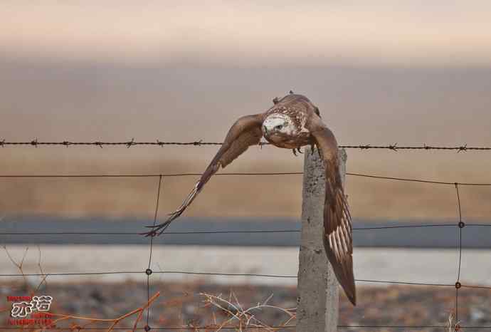 达里湖拍鸟——草原雕、猎隼和红隼吃鼠，大鵟扑空！