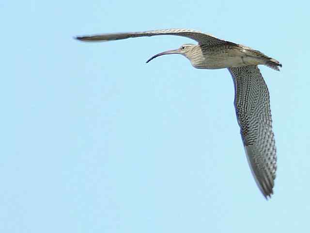 美鹬大杓飞行秀